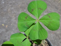 Oxalis tetraphylla