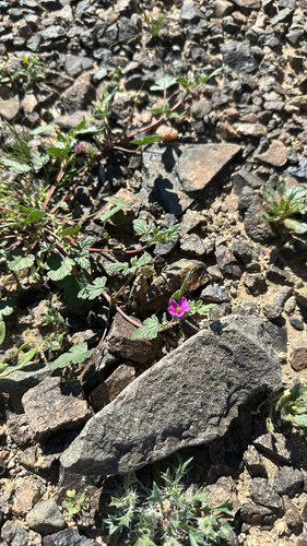 Texas stork's bill
