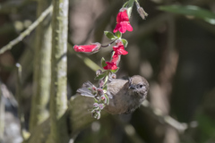Psaltriparus minimus