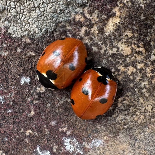 Seven-spotted Lady Beetle