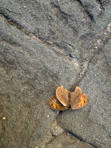 Meadow Brown
