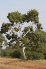 Corymbia aparrerinja