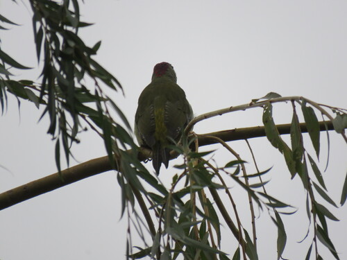 Eurasian Green Woodpecker