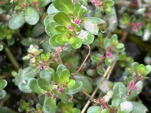 Rotala indica observed 2026-09-25