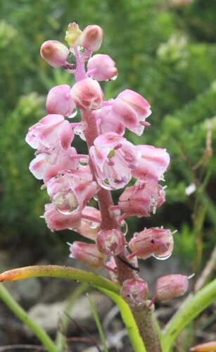Lachenalia magentea
