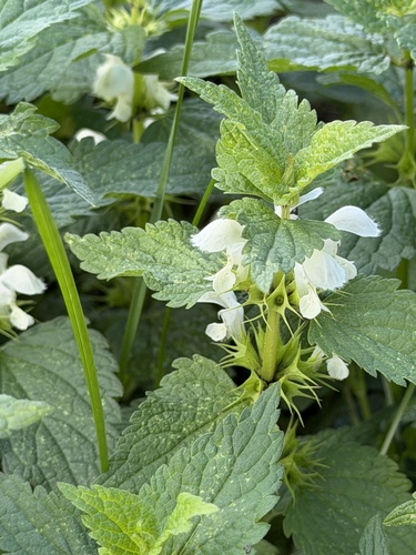 White deadnettle