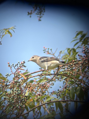 Daurian Starling