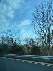 Juniperus virginiana virginiana