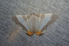 Opisthoxia miletia