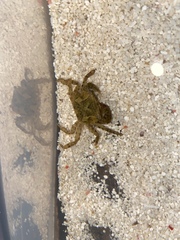 Hemigrapsus penicillatus