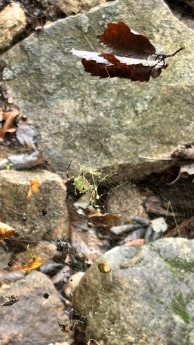Joro Spider