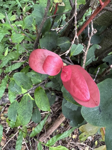 Diospyros hillebrandii observed 2026-09-24