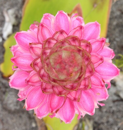Satyrium carneum, photograph 6
