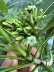 Rauvolfia sandwicensis