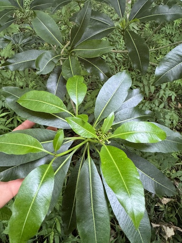 Rauvolfia sandwicensis, photograph 2