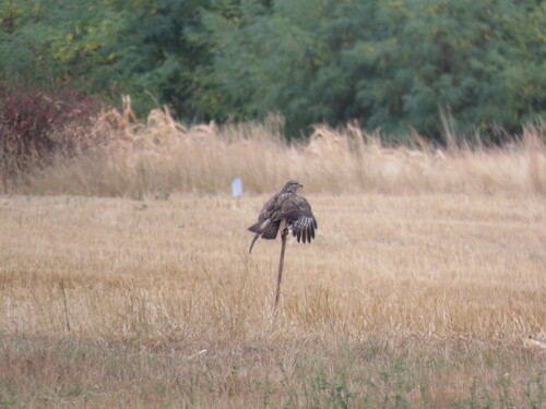 Common Buzzard