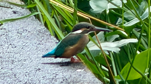 Common Kingfisher