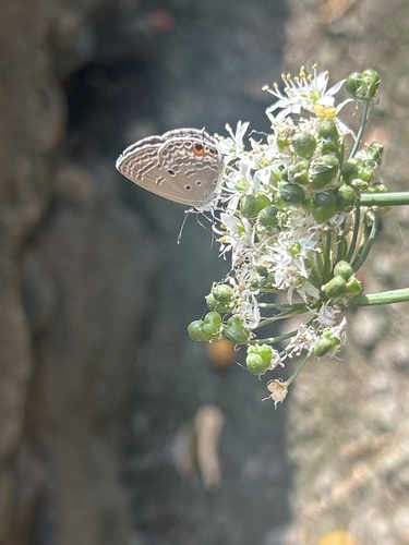 Plains Cupid