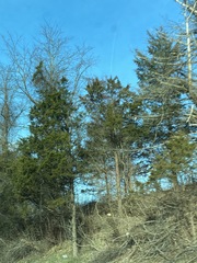 Juniperus virginiana virginiana