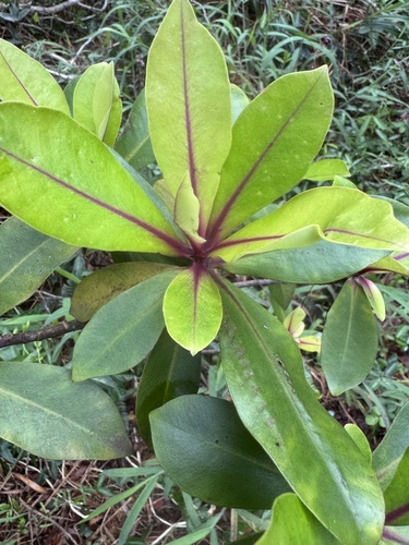 Myrsine lessertiana, 2026-09-24