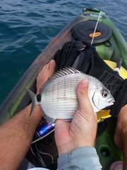 Diplodus caudimacula