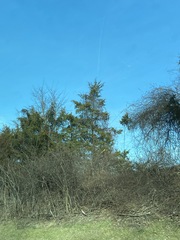 Juniperus virginiana virginiana