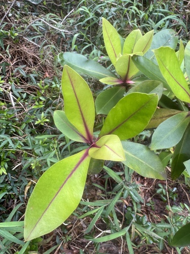 Myrsine lessertiana, photograph 3