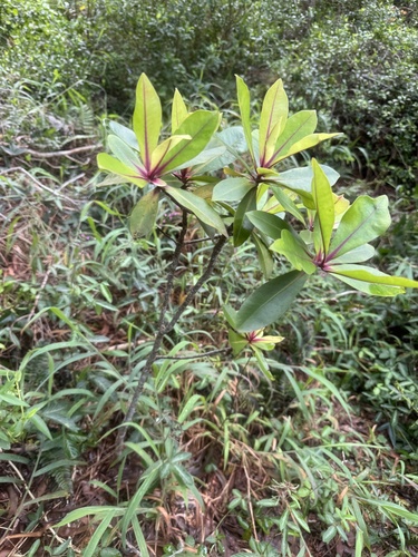 Myrsine lessertiana, photograph 4