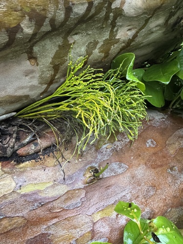 Psilotum nudum observed 2026-09-24