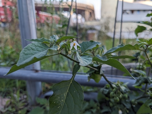 black nightshade