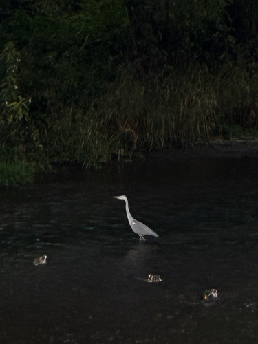 Grey Heron