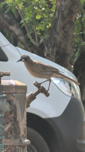 White-gaped Honeyeater