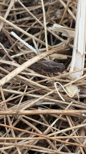 Clear-winged Grasshopper