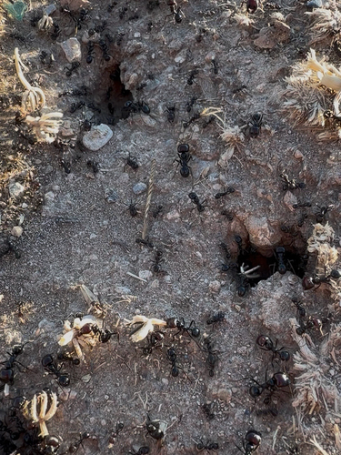 Barbary Harvester Ant