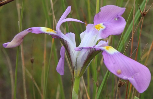 Moraea fugax, photograph 6