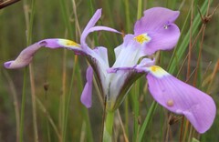Moraea fugax, photograph author not stated, no rights reserved