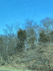 Juniperus virginiana virginiana