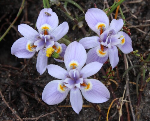 Moraea setifolia, photograph 1