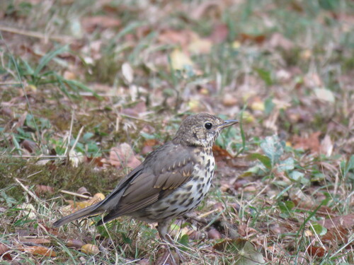 Song Thrush