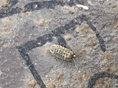 Porcellio spinicornis