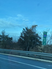 Juniperus virginiana virginiana