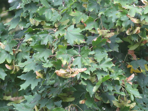 field maple