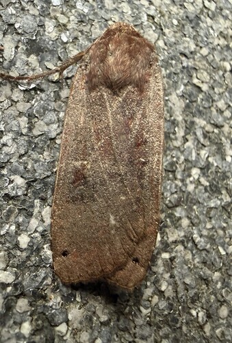 Large Yellow Underwing