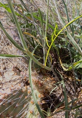 Scorzonera laciniata