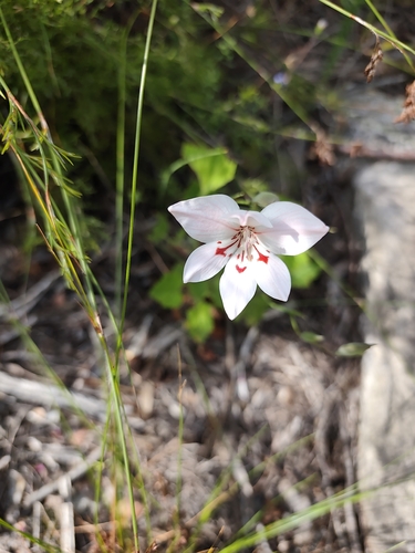 Gladiolus debilis