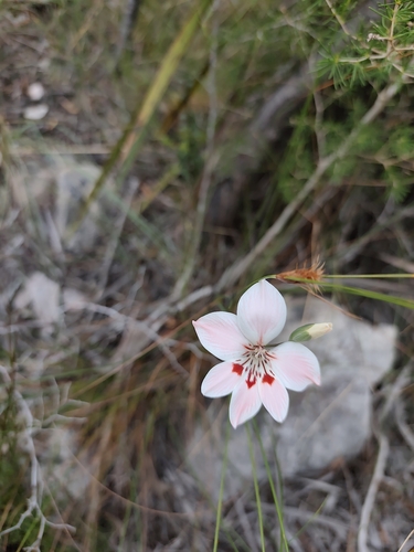 Gladiolus debilis, photograph 3