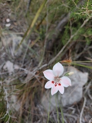 Gladiolus debilis, photograph (c) Jeanette Clarke, some rights reserved (CC BY-SA)