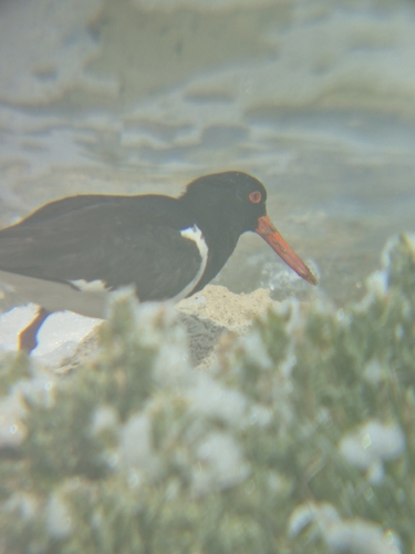 Pied Oystercatcher