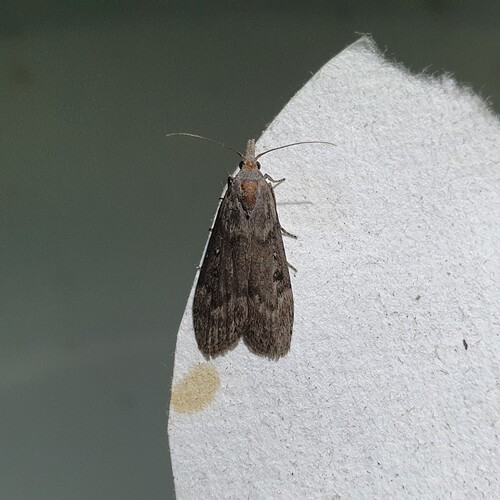 Theresian Moth