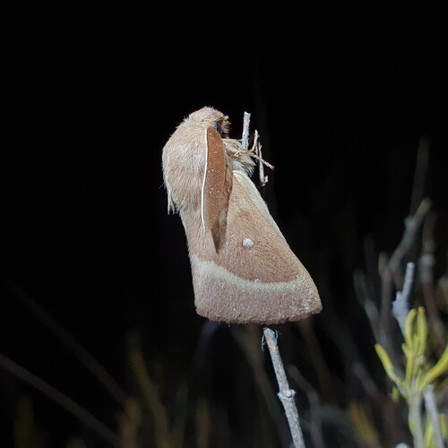 Grass Eggar